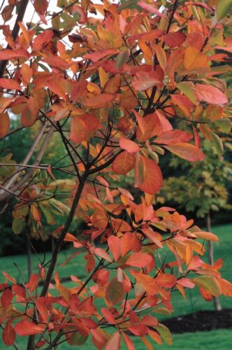 10 of the Best Trees for Fall Color: A Planting Guide - Grit